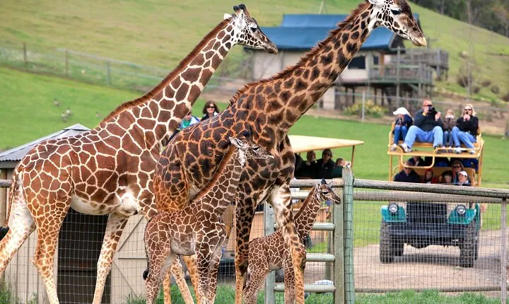 Classic Safari Adventure at Safari West