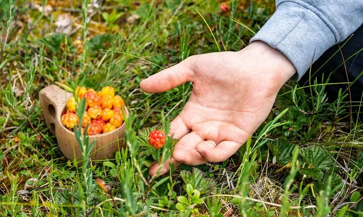 Berries Mushrooms and Soup Shared Experience in Rovaniemi