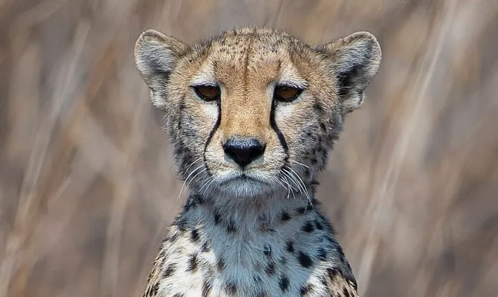 6 Days Camping Safari in Northern Tanzania