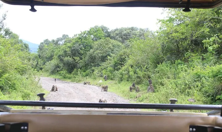 7-Day Tour in Lake Manyara, Serengeti Plains, Ngorongoro Crater and Tarangire