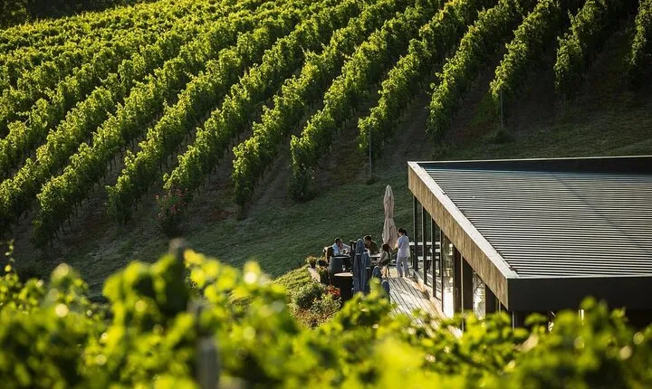 Private Tasting Expedition Along Romania’s Most Famous Wine Route
