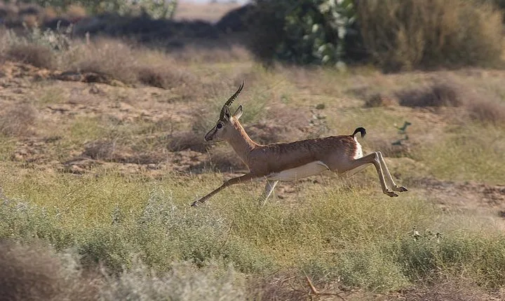 Desert National Park Flaura Fauna from Jaisalmer