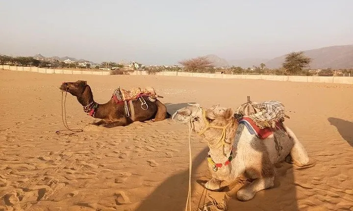 9-Day Private Safari Tour of Rajasthan Sum and Khuri Desert