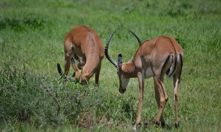 Arusha to Tarangire: A Journey Through Culture and Wilderness