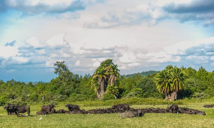 Day Safari to Arusha National Park in ‘Little Red Rover’ 