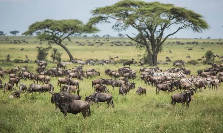 6 days 5 nights safari Ngorongoro, Serengeti and Tarangire National Parks