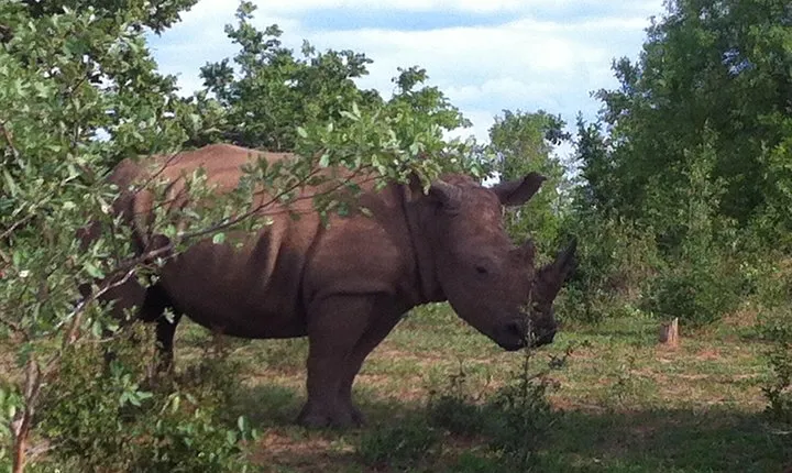  White Rhino Walking Safari
