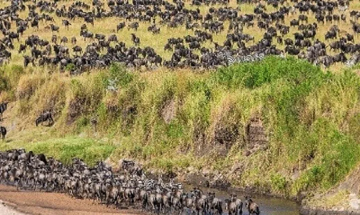 Discover 6-Day (North Serengeti Migration) - Mara River Crossing