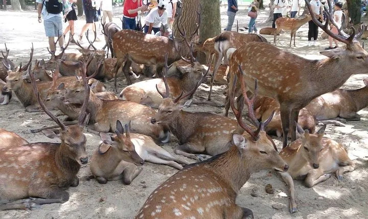 All must-sees in 3 hours - Nara Park Classic Tour! From JR Nara!