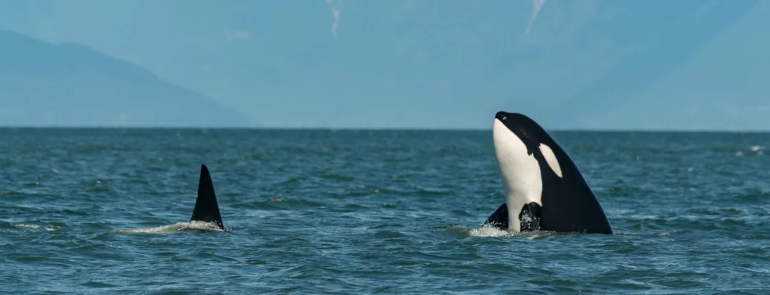 Spot whales in Alta