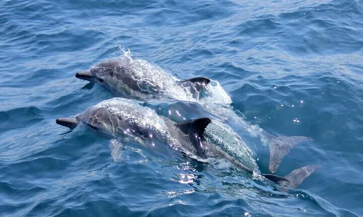 Hurghada Dolphin House: Full-Day Snorkeling & Boat Experience