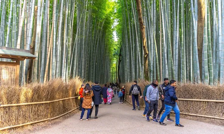 Kyoto's Arashiyama Bamboo Grove: 3-Hour Guided Tour
