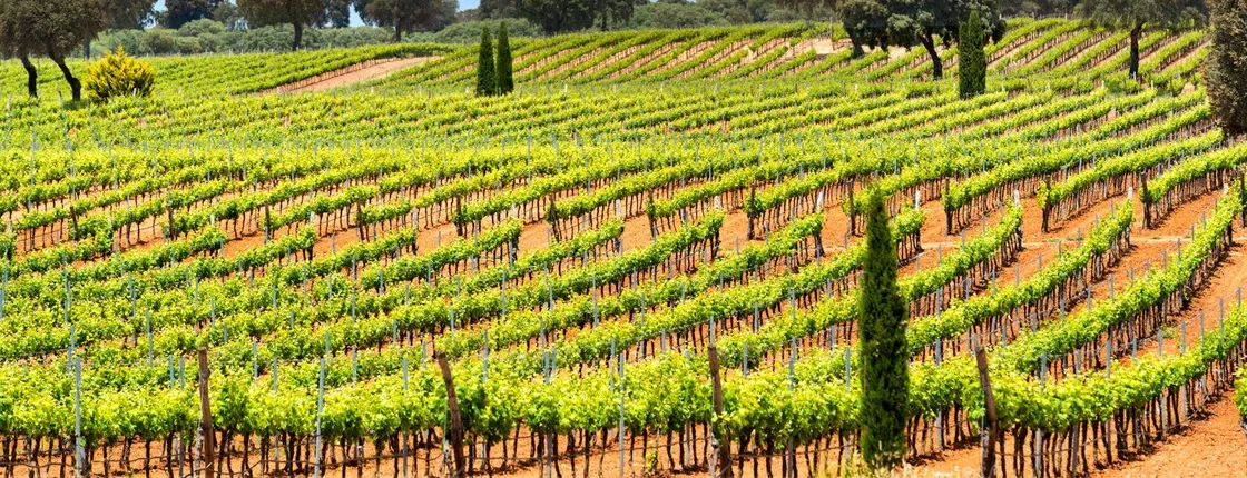 Windmills of Don Quixote wine tour from Madrid