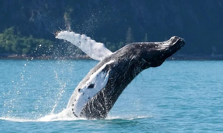 Kenai Fjords and Resurrection Bay Half-Day Wildlife Cruise