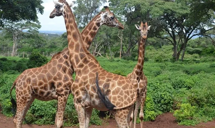 Nairobi Karen Blixen Museum, Elephant Orphanage & Giraffe Center Guided DayTour