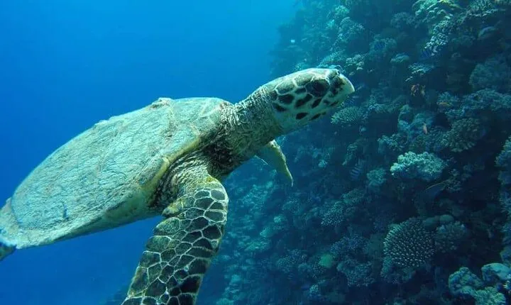 Snorkeling with Dugongs and Turtles on Marsa Mubarak