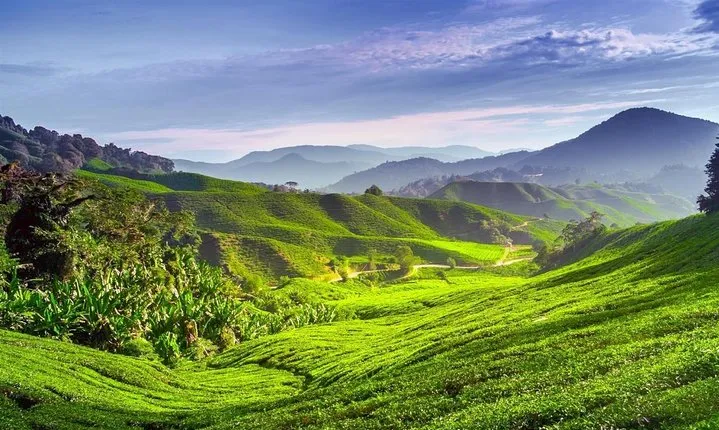 Full-day Cameron Highlands Tour