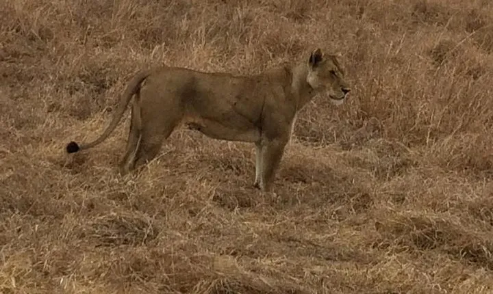2Days 1Night tour to Mikumi National Park (Road trip)