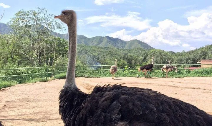 Private Transfer between Badaling Wildlife Park and Beijing City Hotel