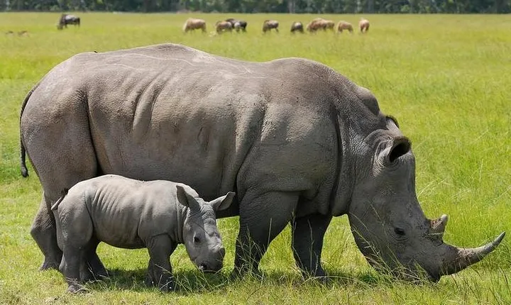 Nairobi National Park Afternoon Game Drive