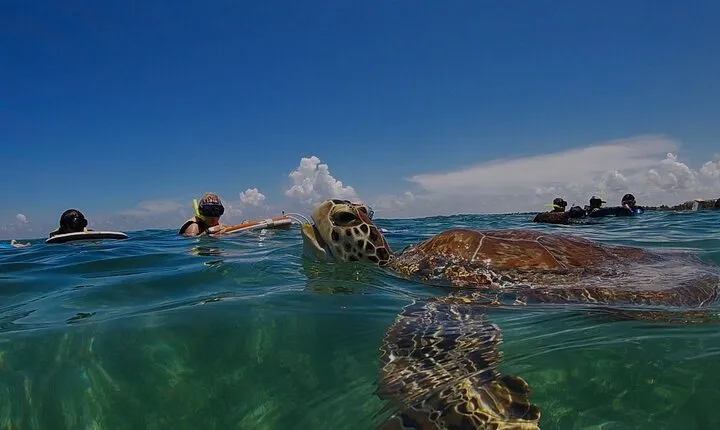 Private Experience in Akumal with Snorkeling