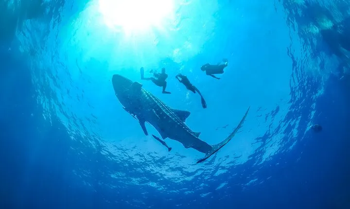 Whale Shark Snorkeling Experience from Cancun and Riviera Maya