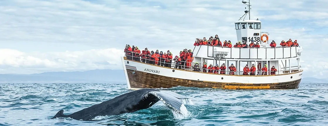 Eco-friendly whale watching (carbon-neutral tour)