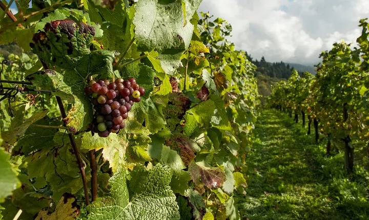 Dream Wine Tour from Athens 5 days