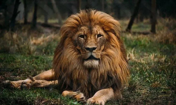 Jukani Wildlife Sanctuary Admission with Guided Tour