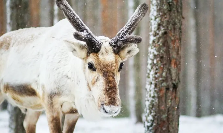 Snowshoe Trip for Searching Arctic Animals