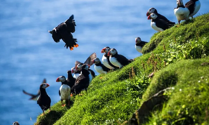 Exclusive Westman Islands Adventure - A Private Day Tour