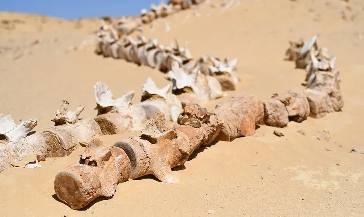 Day Trip to Wadi El-Hitan, Wadi El-Rayyan & Al Fayyom Oasis