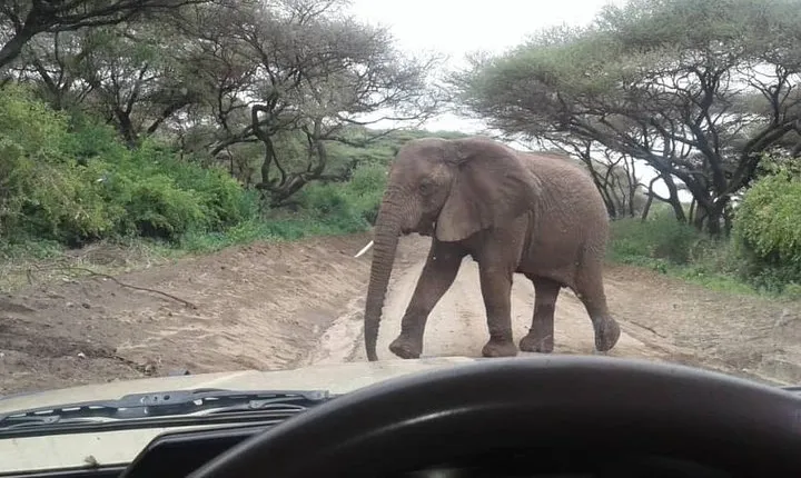 Tanzania Safaris | 4 DAYS SAFARI-Serengeti NP,Ngorongoro Crater & L.Manyara NP.