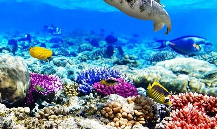 Diving & Snorkeling Boat Trip to Ras Mohamed Sharm El Sheikh