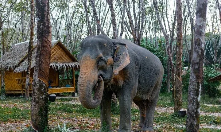 Khaolak Ethical Elephant Sanctuary Overnight Program