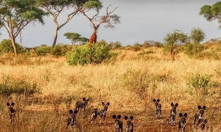 8-Day Tanzania Wildlife and Beach Safari