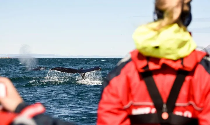 Akureyri Express Whale Watching by RIB boat