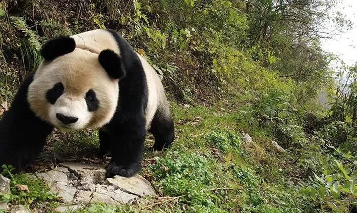 3-Day Chengdu Tour of Dujiangyan Panda, Leshan Buddha plus Sichuan Cooking Class