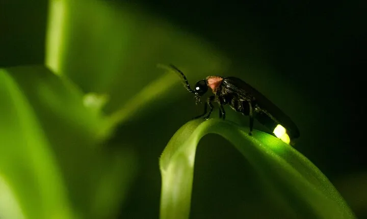 Private Kuala Selangor Firefly Day Trip Include Dinner &Boat Ride