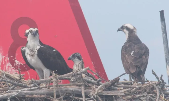 Birding By Boat on the Osprey
