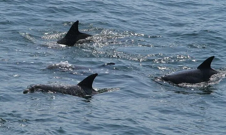 Private Charleston Dolphin Tour