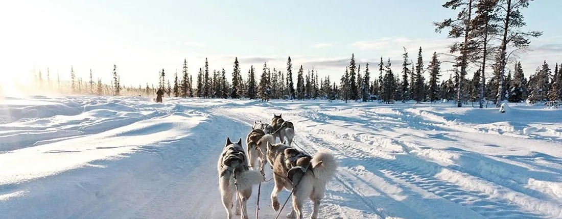 10km husky sleigh ride adventure