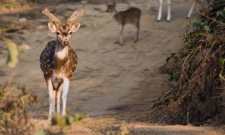 Chennai to Jim Corbett: 3-Day Double Safari Wildlife Tour
