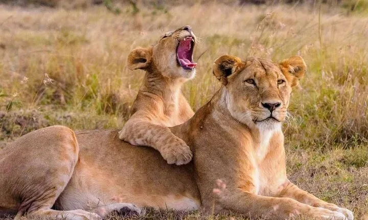 8 Days Tanzania Northern Safari