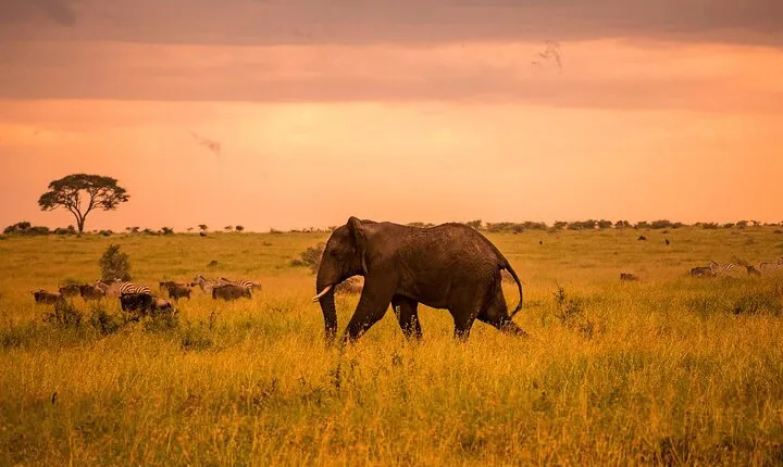 Tarangire Budget Full Day Tour from Arusha