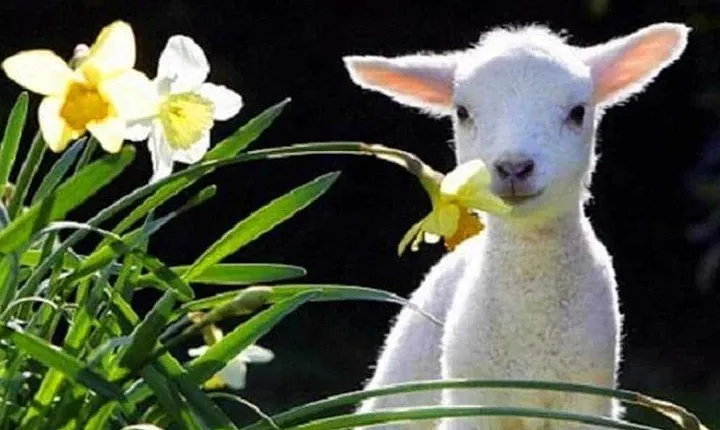 Lyttelton Cruise Excursions: Christchurch Sightseeing with Sheep Farm