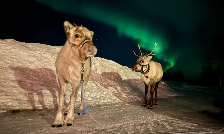 Arctic Adventure with Reindeer and Northern Lights Hunt 18:30 pm