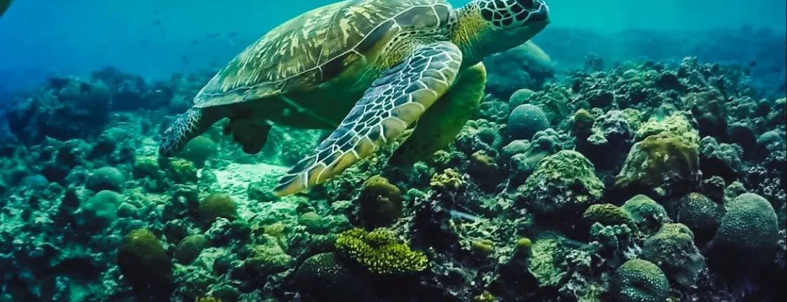 Full-day Oslob whale shark and  Kawasan falls with  Moalboal island hopping