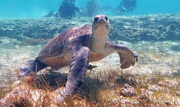 Try a Scuba Diving Experience