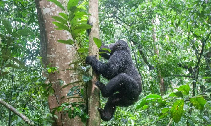 8 Days Uganda Primates Safari